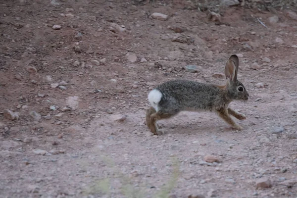 A beautiful gray rabbit running on the ground