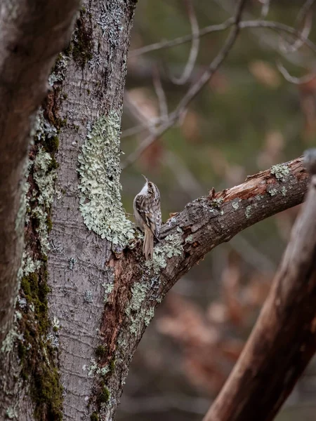 Disparo Vertical Pájaro Posado Tronco Musgoso — Foto de Stock