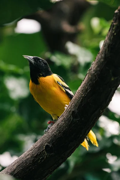 Вертикальный Снимок Жёлтой Птицы Ветке Дерева — стоковое фото