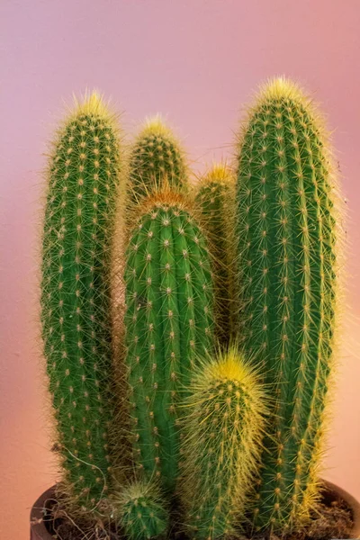 Tiro Vertical Cactus Una Maceta Aislada Fondo Rosa —  Fotos de Stock