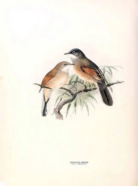 Vertical Século Xix Ilustração Aquarela Vintage Aves Europa — Fotografia de Stock