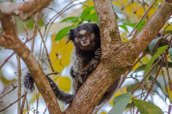 Close Marmoset Pigmeu Ocidental Uma Árvore — Fotografia de Stock