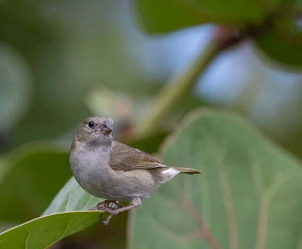 Primer Plano Pinzón Barbados Pie Sobre Una Hoja Árbol Jardín — Foto de Stock