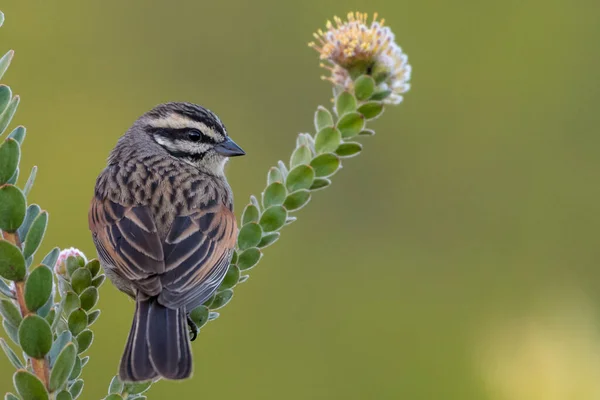 Closeup Adorable Rock Bunting Perching Blooming Branch — Stock Photo, Image