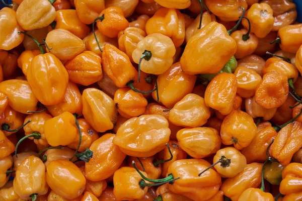 Pomarańczowy Papryka Habanero Umieszczone Półce Sprzedaż Wewnątrz Rynku — Zdjęcie stockowe