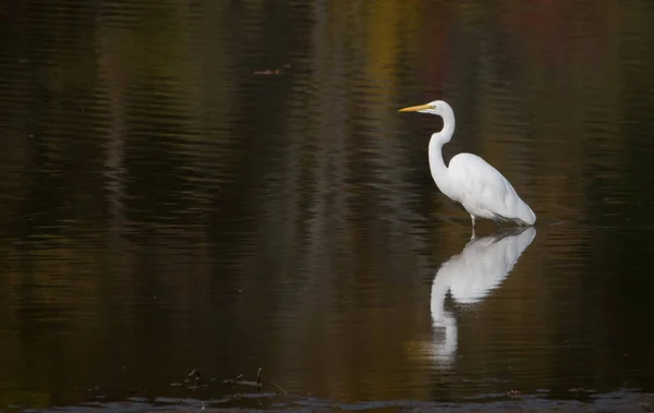 インディアナポリスのイーグルクリーク公園の湖でのグレートホワイトイーグレットの選択的フォーカスショット — ストック写真