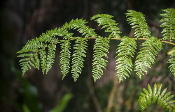 Closeup Fern Leaves Forest — Stock Photo, Image
