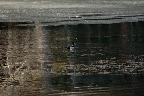Eine Ente Schwimmt Einem Düsteren Tag Einem Dunklen See Wald — Stockfoto