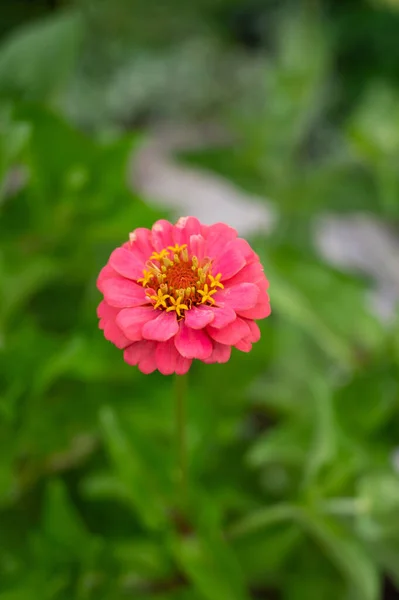 Μια Ροζ Ζινιά Στον Κήπο — Φωτογραφία Αρχείου