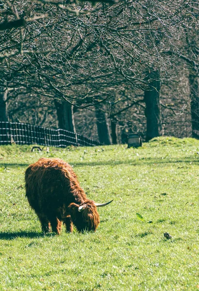 Крупный План Пушистой Шотландской Нагорной Коровы Пасущейся Луговой Солнечной Ферме — стоковое фото