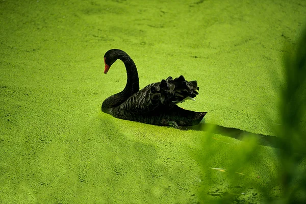 Osamělá Černá Labuť Plující Jezírku Pokrytém Duckweedem Parku — Stock fotografie