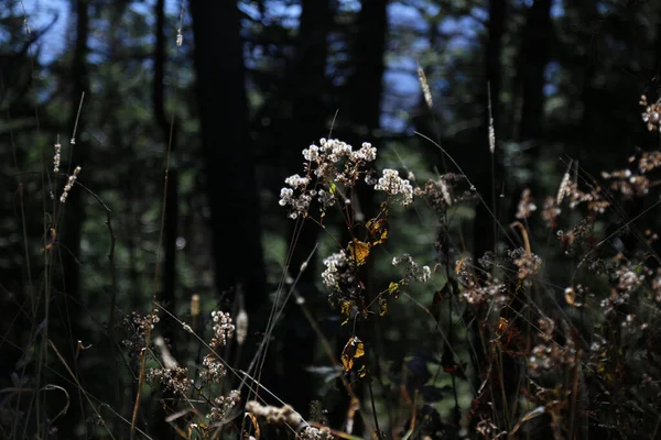 鬱蒼とした森の中の白い雑草の閉鎖 — ストック写真