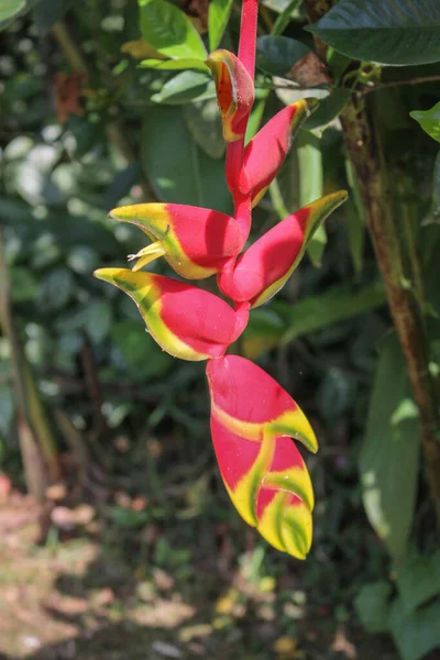 Vertical Shot Heliconia Plant Growing Garden Sunlight — Stock Photo, Image