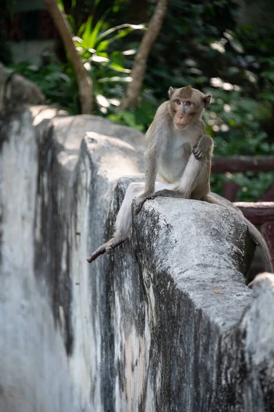 Close Macaco Bonnet Sentado Uma Cerca Pedra — Fotografia de Stock