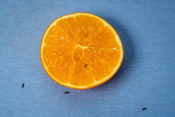 写真は青の背景でパルプを食べる黒蟻に囲まれた半オレンジの全身図 自宅での害虫問題 — ストック写真