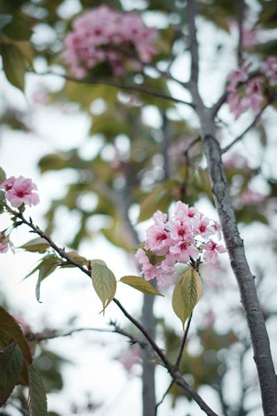 Tiro Vertical Flores Cereja Durante Dia Primavera — Fotografia de Stock