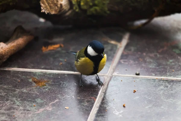 Tomtit Herbstlichen Hinterhof Auf Der Suche Nach Einer Mahlzeit — Stockfoto