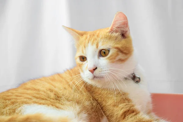 Eine Entzückende Javanische Katze Mit Einem Metallhalsband — Stockfoto