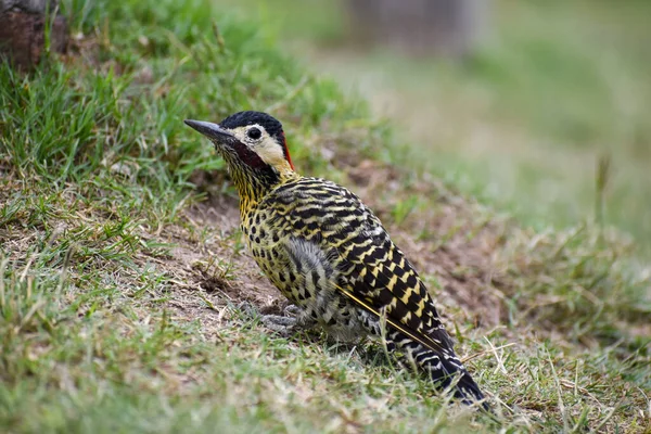 Zelený Datel Colaptes Melanochloros Zemi Viděný Buenos Aires — Stock fotografie