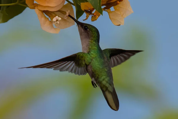 Een Close Opname Van Een Kolibrie Vliegende Naderende Bloemen Tuin — Stockfoto