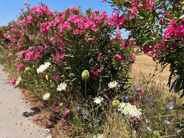 Detailní Záběr Kvetoucího Keře Nerium Oleander Obklopeného Trávou — Stock fotografie