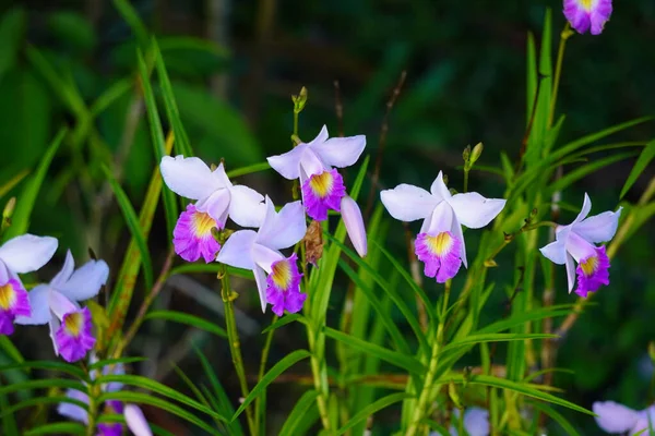 Eine Nahaufnahme Schöner Orchideenblumen Die Einem Garten Vor Verschwommenem Hintergrund — Stockfoto