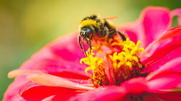 Ένα Κοντινό Πλάνο Μιας Μικρής Μέλισσας Σκαρφαλωμένης Ένα Πολύχρωμο Λουλούδι — Φωτογραφία Αρχείου