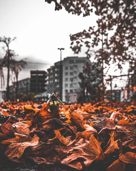 Una Hermosa Vista Las Hojas Otoño Suelo Edificios Residenciales Fondo —  Fotos de Stock