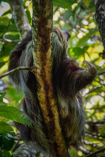 Tiro Vertical Uma Preguiça Deitada Galho Árvore Madeira Uma Floresta — Fotografia de Stock