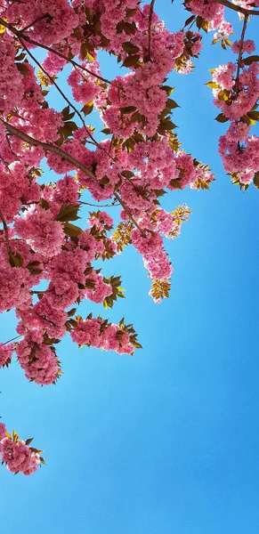 Eine Schöne Flache Aufnahme Einer Kirschblüte — Stockfoto