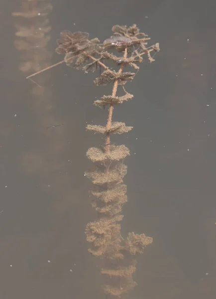 Una Planta Myriophyllum Alterniflorum Agua Naturaleza Silvestre —  Fotos de Stock