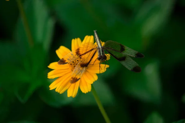 Blue Net Winged Insect Sitting Cosmos Flower — Stock Photo, Image