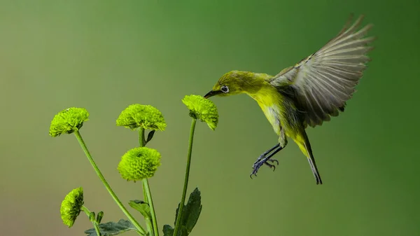 Pássaro Olhos Brancos Alimentando Néctar Flores Verdes Fundo Verde Desfocado — Fotografia de Stock