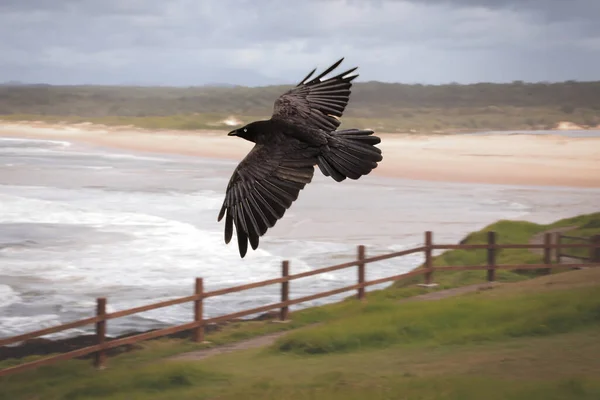 A single crow flying over the water at Sawtell Beach, Australia