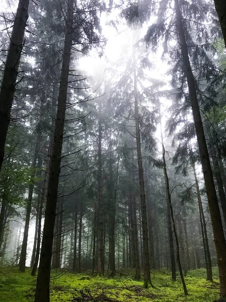 Ormandaki Yeşil Uzun Ağaçların Dikey Görüntüsü — Stok fotoğraf