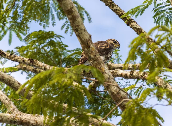 Snail Kite Bird Rostrhamus Sociabilis Perching Tree — Stock Photo, Image