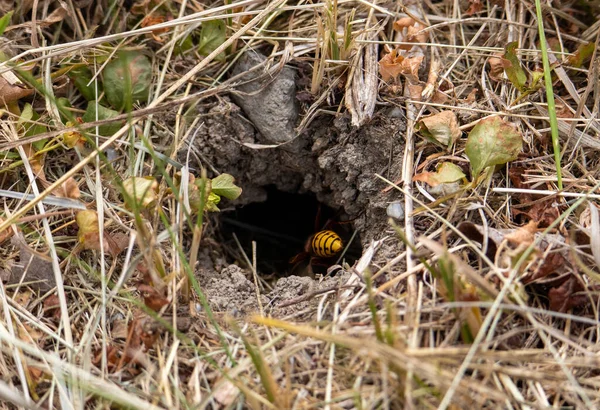 Close Entrance Nest Wasp Family Ground Nature Wild — Stock Photo, Image