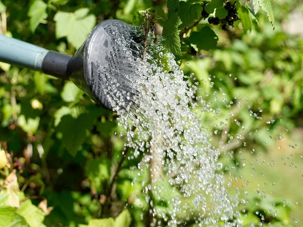 Água Derramando Regar Lata Plantas Perto — Fotografia de Stock