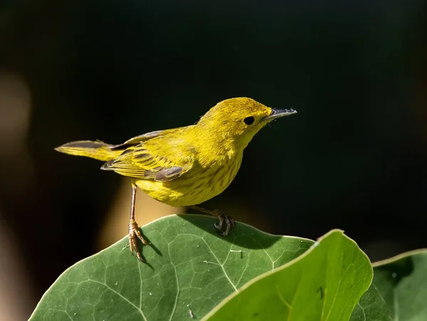 Een Close Opname Van Een Gele Warbler Vogel Staand Boom — Stockfoto