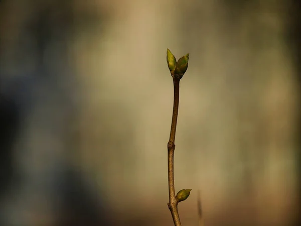 Селективный Фокусный Снимок Стебля Бутонами — стоковое фото