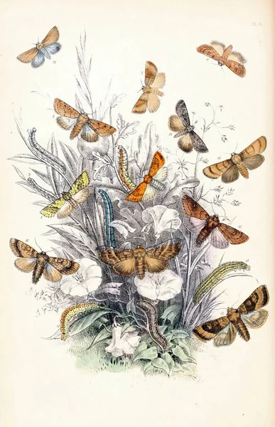 Vertical 19Th Century Vintage Illustration Collectible Butterflies White Background — Zdjęcie stockowe