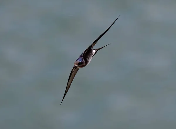 Una Toma Ángulo Bajo Pájaro Común Volando Contra Cielo Nublado —  Fotos de Stock