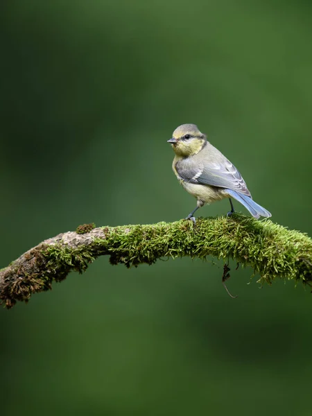 Vertical Shot Blue Tit Bird Sitting Branch Covered Green Moss — Stockfoto