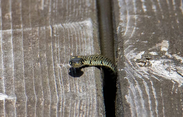 Egy Közeli Kép Egy Kígyó Jön Egy Repedés Fej Szem — Stock Fotó