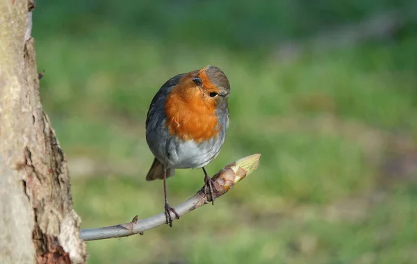 Shallow Focus European Robin Perched Tree Twig — Stock Photo, Image