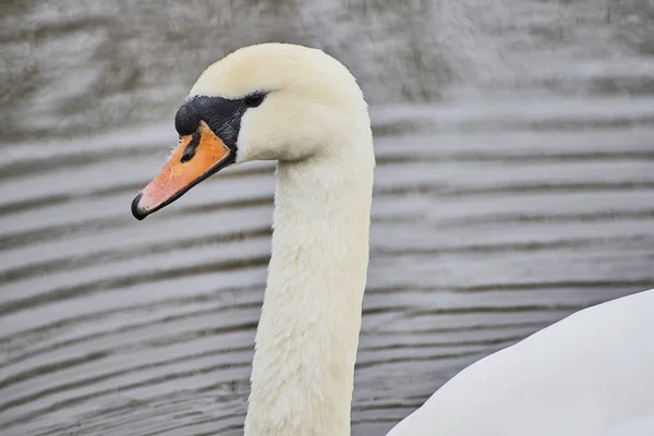 Tiro Perto Cisne Branco Flutuando Lago Calmo — Fotografia de Stock