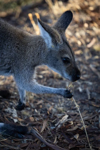 野原で乾いた草を食べる可愛い赤ちゃんカンガルーのクローズアップ — ストック写真