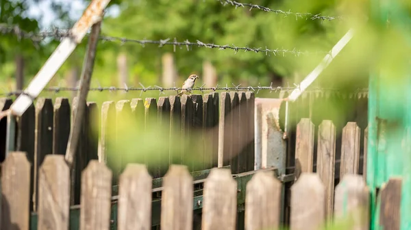 Selective Focus Shot Adorable Eurasian Tree Sparrow Perched Wooden Fence — Stock Photo, Image