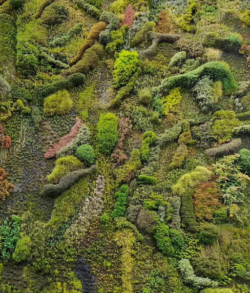 Крупный План Зеленой Стены Фасада Различными Растениями Мадриде Испания — стоковое фото