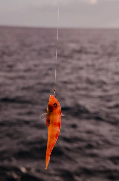 Peixe Marinho Enganchado Sobre Oceano Atlântico Azul — Fotografia de Stock